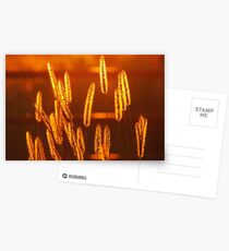 The Golden Hour Postcards