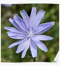Wild Chicory Poster