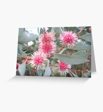 Pincushion Hakea Greeting Card