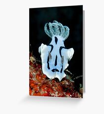 Nudibranch Greeting Card