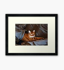 Cute Lazy Red Cat Framed Print