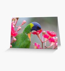 Rainbow Lorikeet Greeting Card