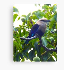 Bird Canvas Print