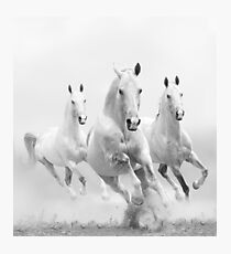 horses Photographic Print