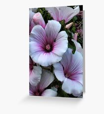 Lavatera Loveliness Greeting Card