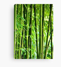 Bamboo Canvas Print