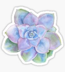 Water color succulent Sticker