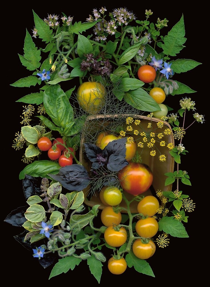 "Trout Lily Farmstand" by Ellen Hoverkamp Redbubble