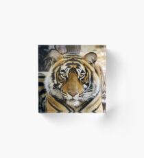 Bloque acrílico Tigre