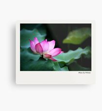 Water Lily by Winnie Metal Print