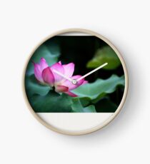 Water Lily by Winnie Clock