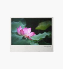 Water Lily by Winnie Art Board