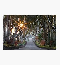 The Dark Hedges / County Antrim / Northern Ireland Photographic Print