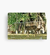 " 'THE CEMETERY', a Series, #16, Nothin' Like Lunch at the Local Cemetery"... prints and products Canvas Print