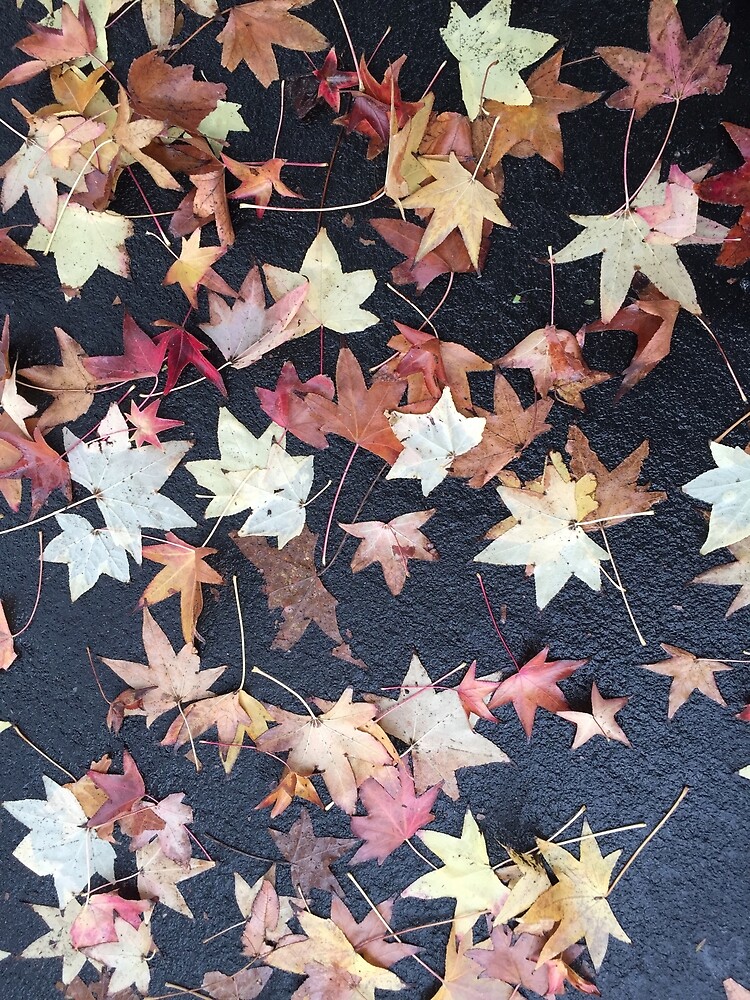 Autumn Leaves - Liquidambar styraciflua by Douglas E.  Welch