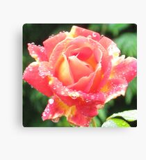 Late Blooming Bubble Rose Canvas Print