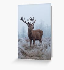 Monarch in a field of white Greeting Card