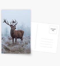 Monarch in a field of white Postcards