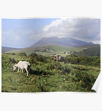 Wild Grazing on the Isle of Arran Poster