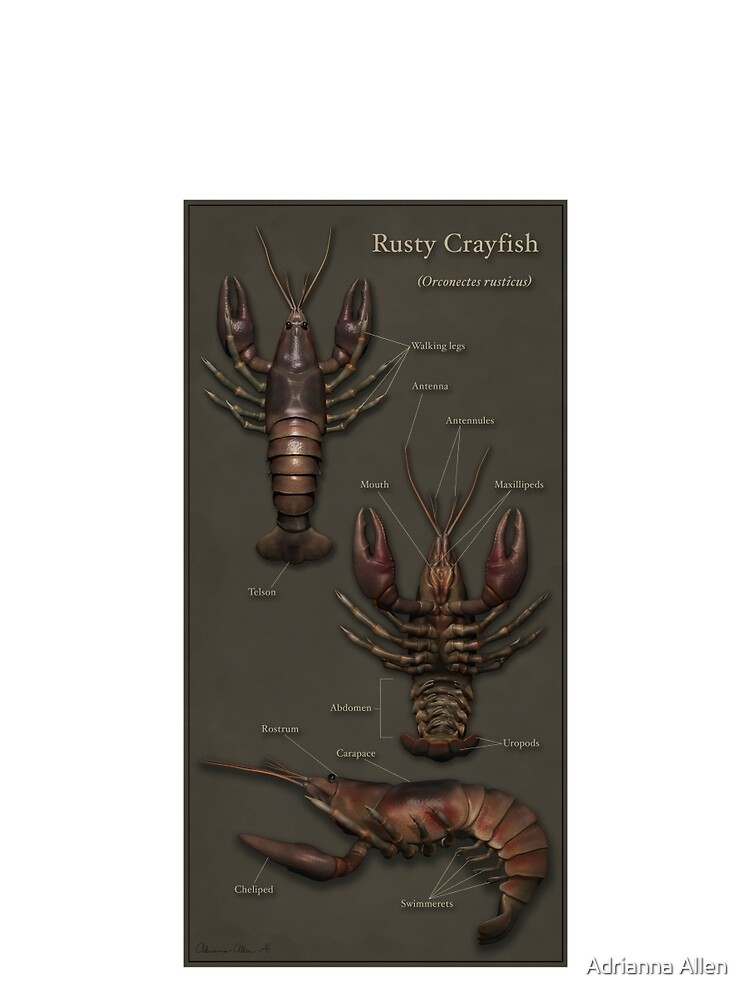 "Rusty Crayfish" Graphic T-Shirt by photonart | Redbubble