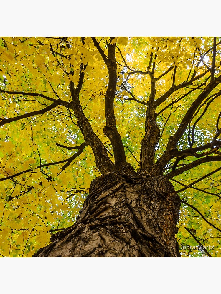 "Under the Yellow Canopy" Throw Pillow by debramartz Redbubble
