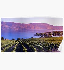 Okanagan Vineyard Poster
