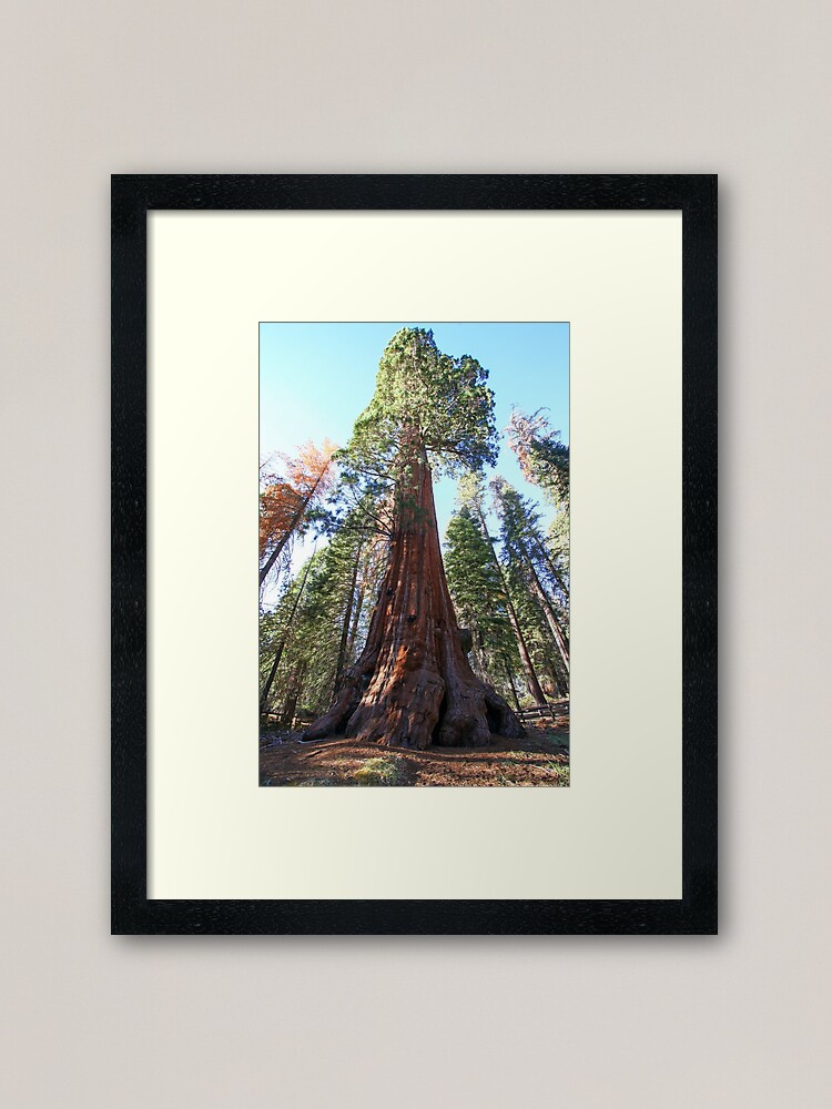 Alternate view of Giant Sequoia (Redwood) trees at Sequoia and Kings National Park, California, USA Framed Art Print