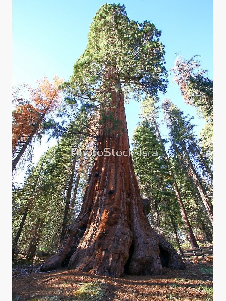Giant Sequoia (Redwood) trees at Sequoia and Kings National Park, California, USA by PhotoStock-Isra