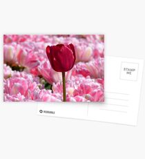 Oops... I Don't Think I Belong Here... - Tulip Plantation - NZ Postcards