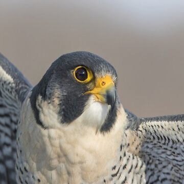 Vintage Peregrine Falcon Shirt Sunset T Shirts, Hoodies, Sweatshirts &  Merch