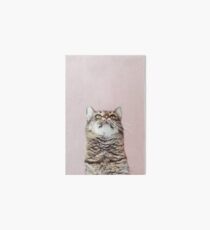 Beautiful cat looking up Art Board