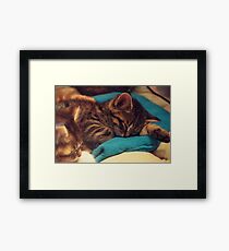 Kittens Framed Print