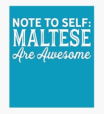 Maltese Photographic Print