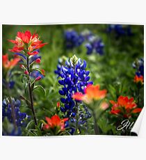 Texas Wildblumen Poster