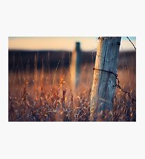 The Morning Grass Photographic Print