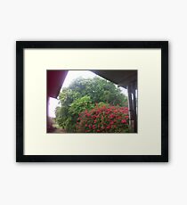 Sun Shower, Trees, Bougainvillea Tree, Framed Print