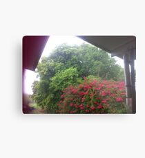 Sun Shower, Trees, Bougainvillea Tree, Metal Print