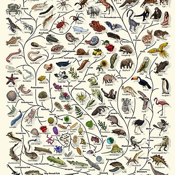Artwork thumbnail, Tree of Life Poster - Animal and Plant Evolution - English by EvolutionPoster