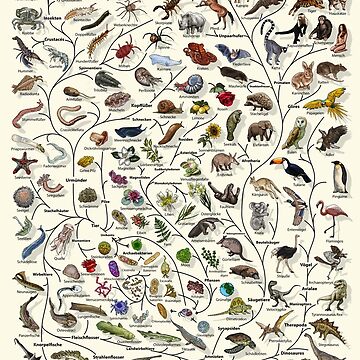 Artwork thumbnail, Baum des Lebens Poster - Tier und Pflanze Evolution - Deutsche by EvolutionPoster