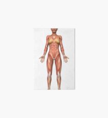 Female muscular system, front view. Art Board