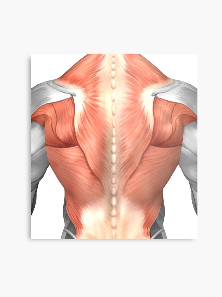 Back Shoulder Muscle Anatomy Anatomy Book
