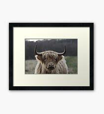 Highland Cattle Framed Print