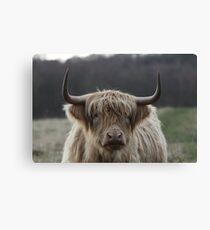 Highland Cattle Canvas Print