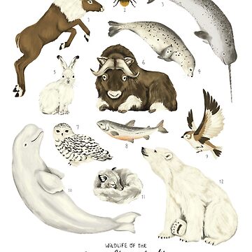 Artwork thumbnail, Wildlife of the Canadian Arctic by AmyHamilton