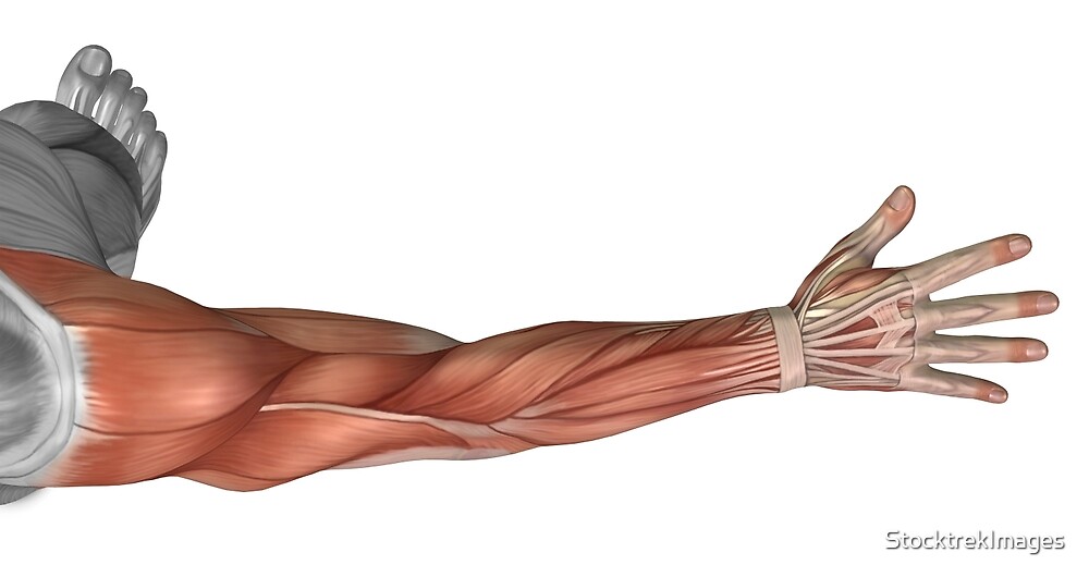 "Muscle anatomy of the human arm, posterior view." by StocktrekImages