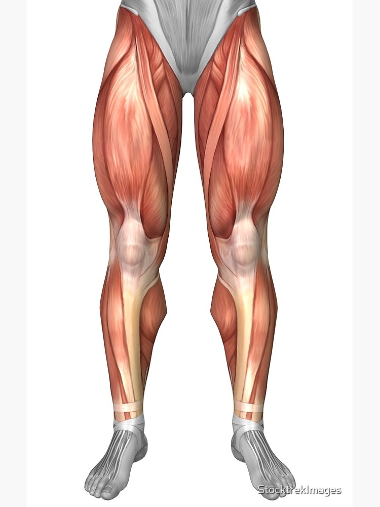 "Diagram illustrating muscle groups on front of human legs." Metal Print by StocktrekImages ...