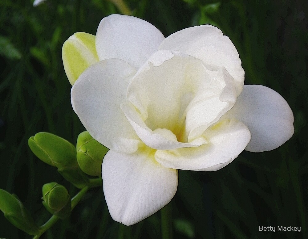 "White Freesia Blossom" by Betty Mackey Redbubble