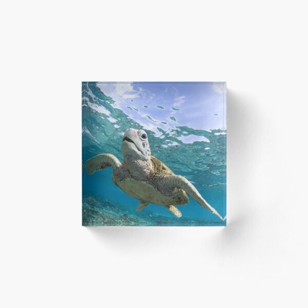 Turtle grin Acrylic Block