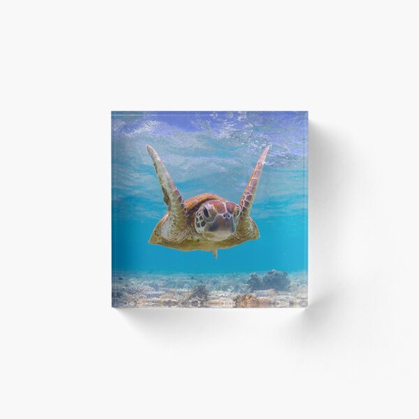 Joyful turtle - print Acrylic Block