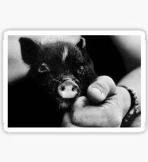 Cute little piglet Sticker